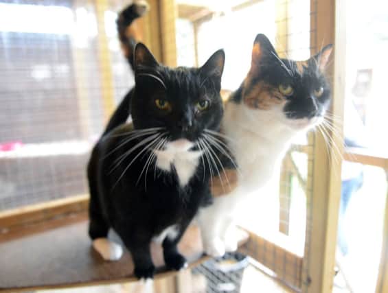 Stray Cat Rescue, Tingrith, cats and kittens desperately need homes.  Kitty and Kandy