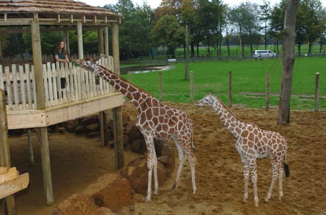 Giraffe Heights at Whipsnade Zoo