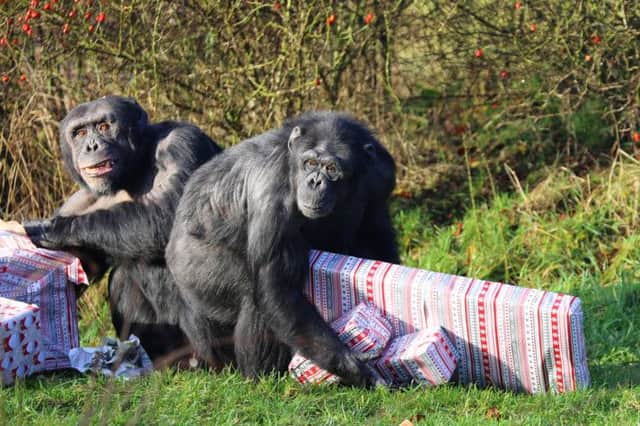 Chimpanzees at Whipsnade