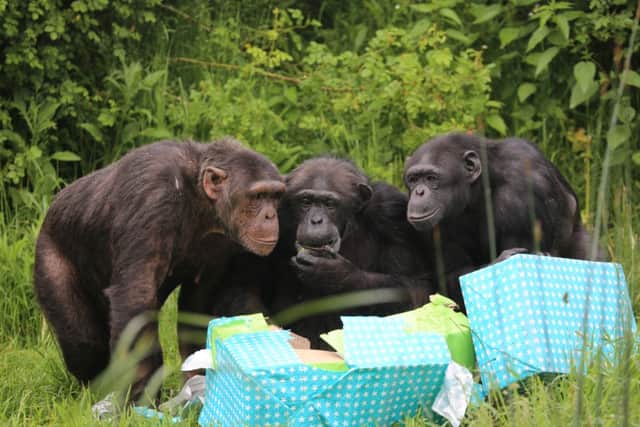 Whipsnade chimps' birthday party