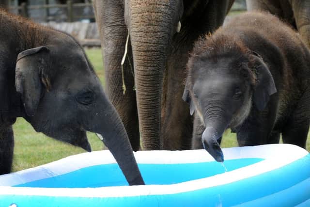 Paddling pool fun for the elephants at Whipsnade Zoo