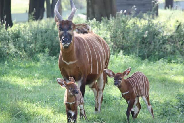 Extremely rare bongo babies are born