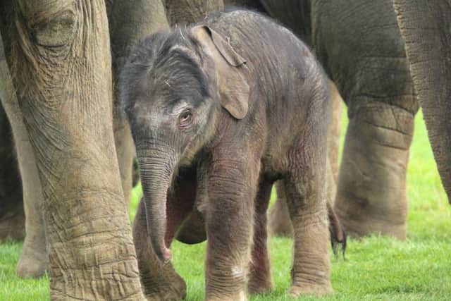 The new baby elephant born at ZSL Whipsnade Zoo on September 16