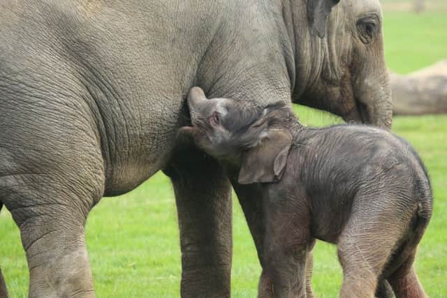 The new baby elephant born at ZSL Whipsnade Zoo on September 16