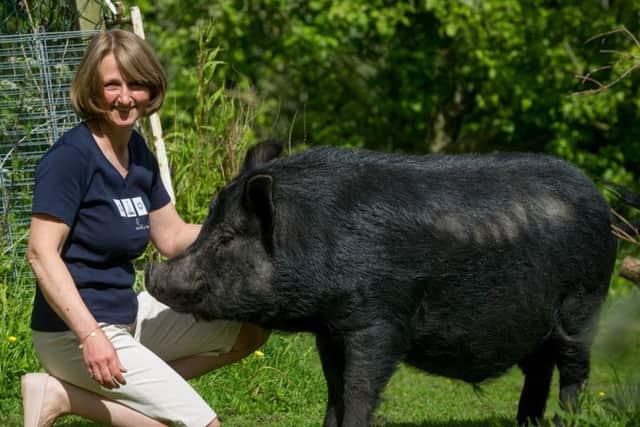 Julia Marsh with Chops the "mirco pig" Photo: SWNS