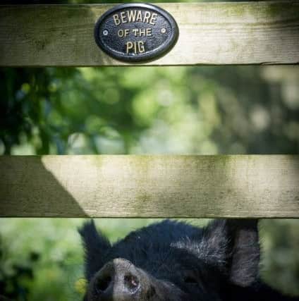 Beware of the pig: Chops used to live in the house but has been banished to the garden. Photo: SWNS