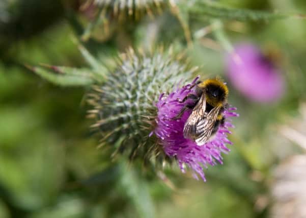 Could bees be at risk in Bedfordshire?