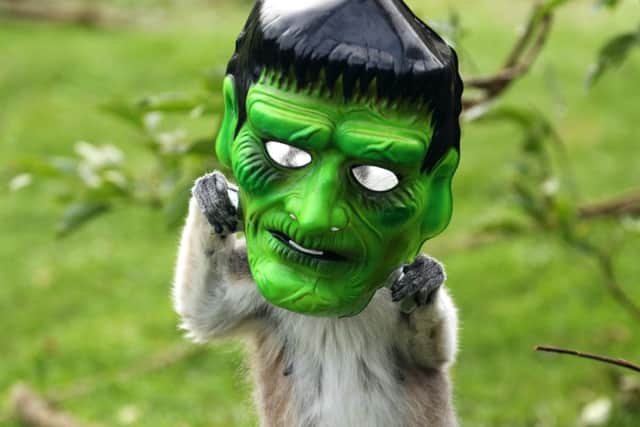 Boo at the zoo as lemur checks out this Frankenstein mask