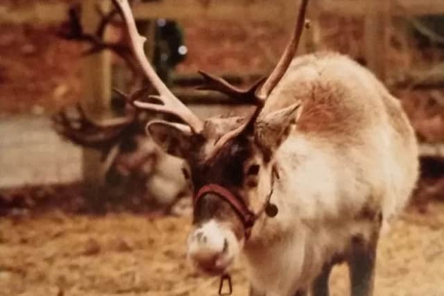 Santa is accompanied by real reindeer