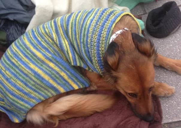 Warm and cosy, thanks to Give A Dog A Coat