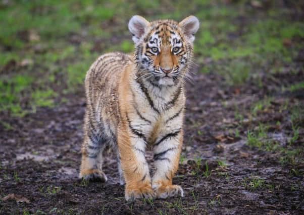 Amur tiger cub at Woburn Safari Park