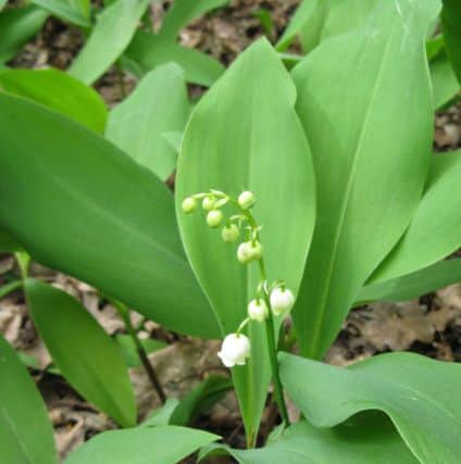 Lily of the Valley at Kings Wood and Rushmere NNR - photo Natural England
