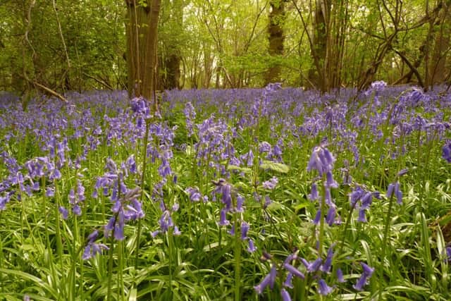 Bluebell carpet at Kings Wood and Rushmere NNR - photo Natural England