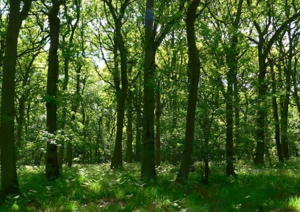 Oak Woodland at Kings Wood and Rushmere NNR - photo Natural England