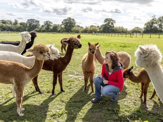 Jo Dell of Abbotts View Farm with her alpacas