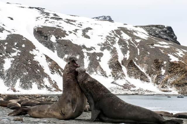 Elephant seals fighting at St Andrew's Bay, South Georgia