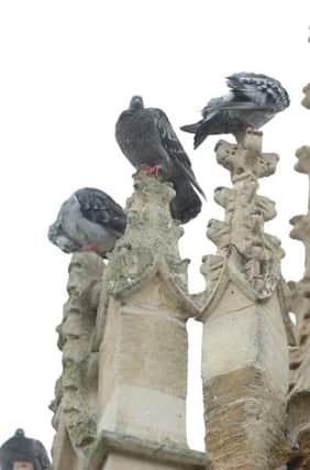 Pigeons around the Market Cross in Leighton Buzzard