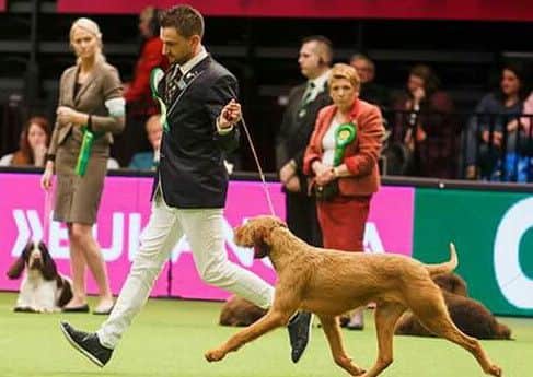 Gary and Foxy at Crufts
