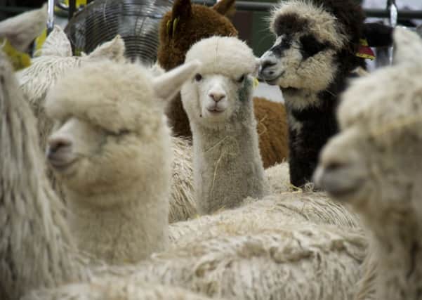 Heart of England Spring Alpaca Festival takes place at Bury Farm Equestrian Centre, Slapton, on April 16 and 17