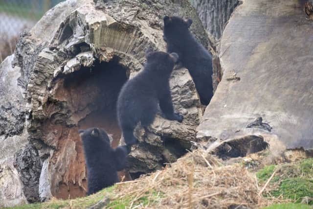 Bear cubs at Woburn: Bridget Davey Photography