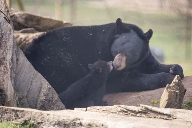 Bear cubs at Woburn: Bridget Davey Photography