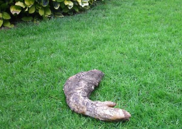 Pig leg discovered in Enid Miller's front garden