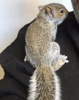 One of the squirrels on the shoulder of one of the staff