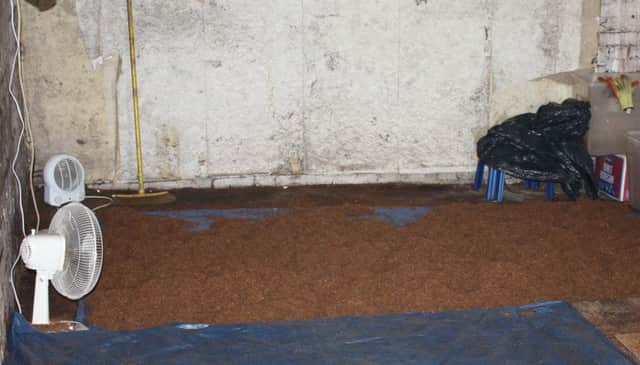 Tobacco on floor at the farm in Soulbury