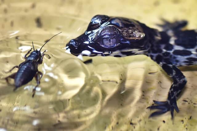 The four newly hatched dwarf crocs measure only eight inches long