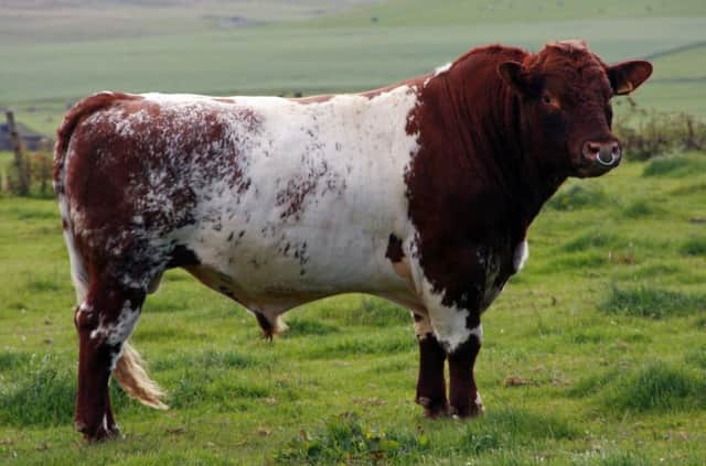 A bull. (stock image)