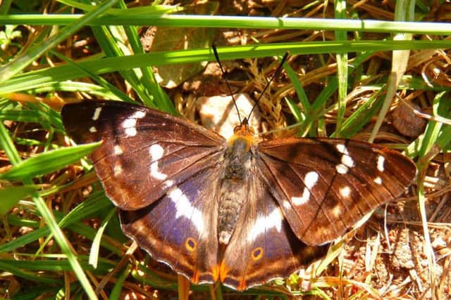 The Purple Emperor Butterfly can be found at the King's Wood NNR