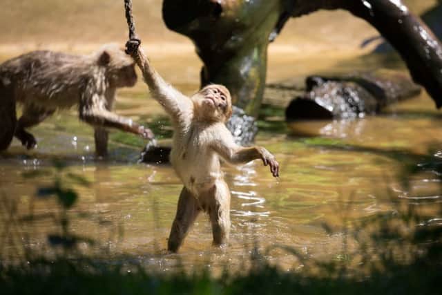 Animals cool off at Woburn Safari Park. Picture:Bridget Davey Photography / Woburn Safari Park