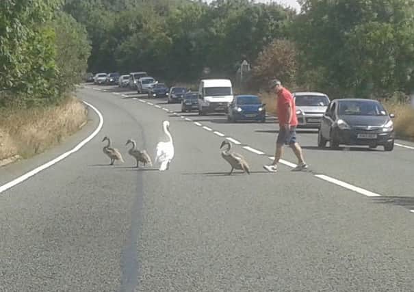 The swan family on the A4146 bypass. Photo: Mike Evans