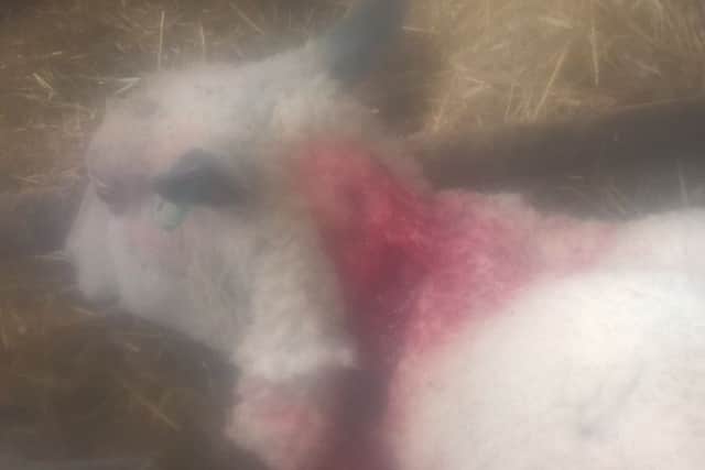 A sheep after last week's attack