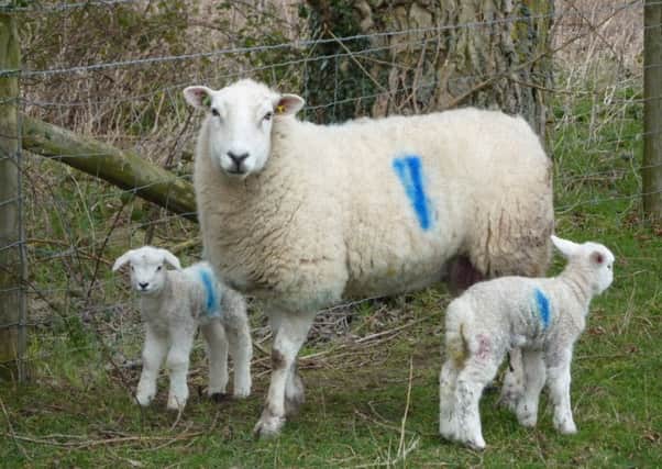 Ewe and lambs. Picture copyright Heather Jan Brunt