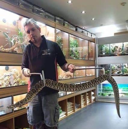 Julian and the Urutu Pit Viper (Bothrops Alternatus), a large Pit Viper from Brazil, Paraguay, and North Argentina. They will reach around 6'-7' and give birth to live young.