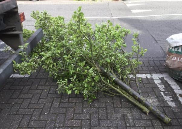 A cut down tree photographed by a shocked passer by