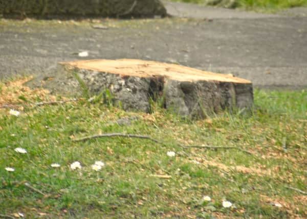 Tree stump left behind in Danes Way