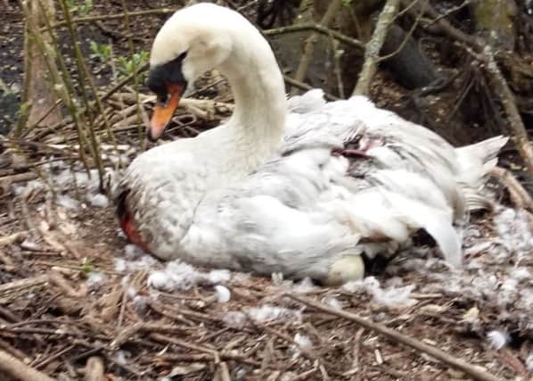 The injured swan was found on her nest