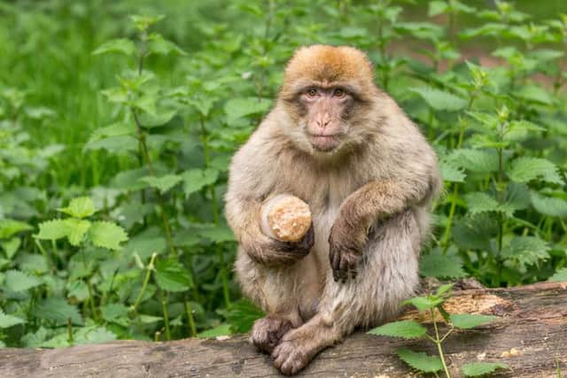 Barbary macaque Naboo tucks into an iced snack