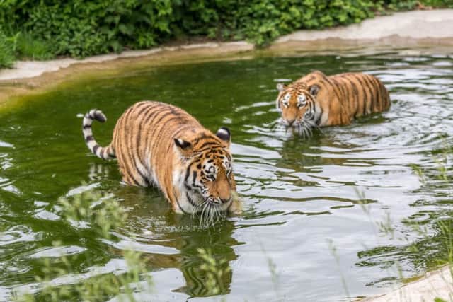 Tiger cubs Milashki (left) and Mishka (right) play in the pool