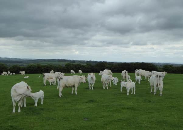 Dorcas Charolais herd. Picture by Heather Jan Brunt