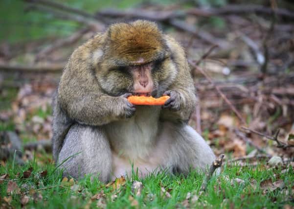 A Barbary macaque at Woburn Safari Park