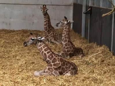 New giraffe calves have arrived at Woburn
