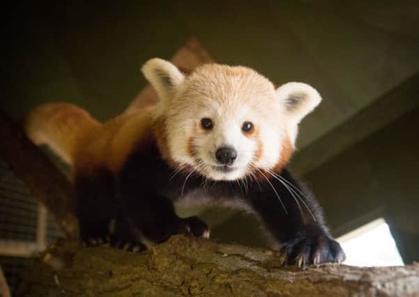 Red panda at Woburn Safari Park